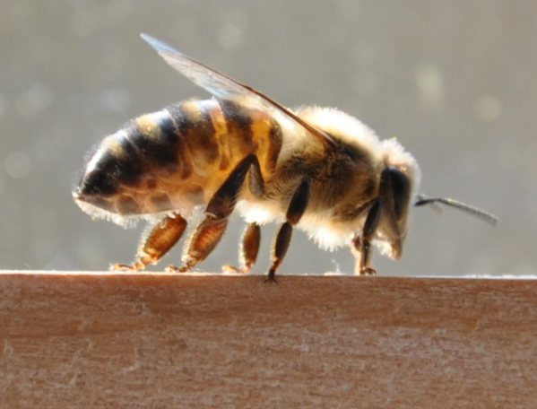 abeille profil